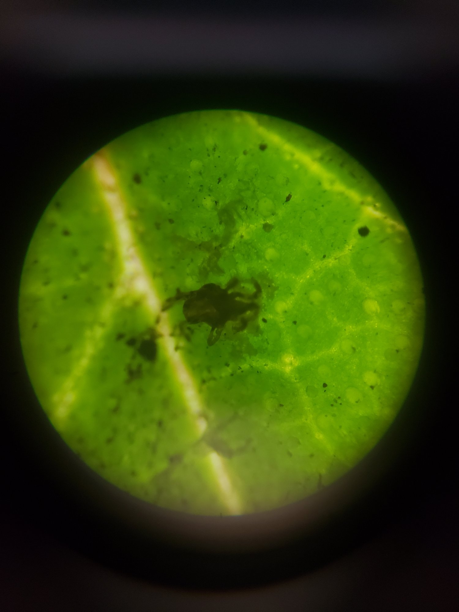 Spider mite on 1 plant pics included 3
