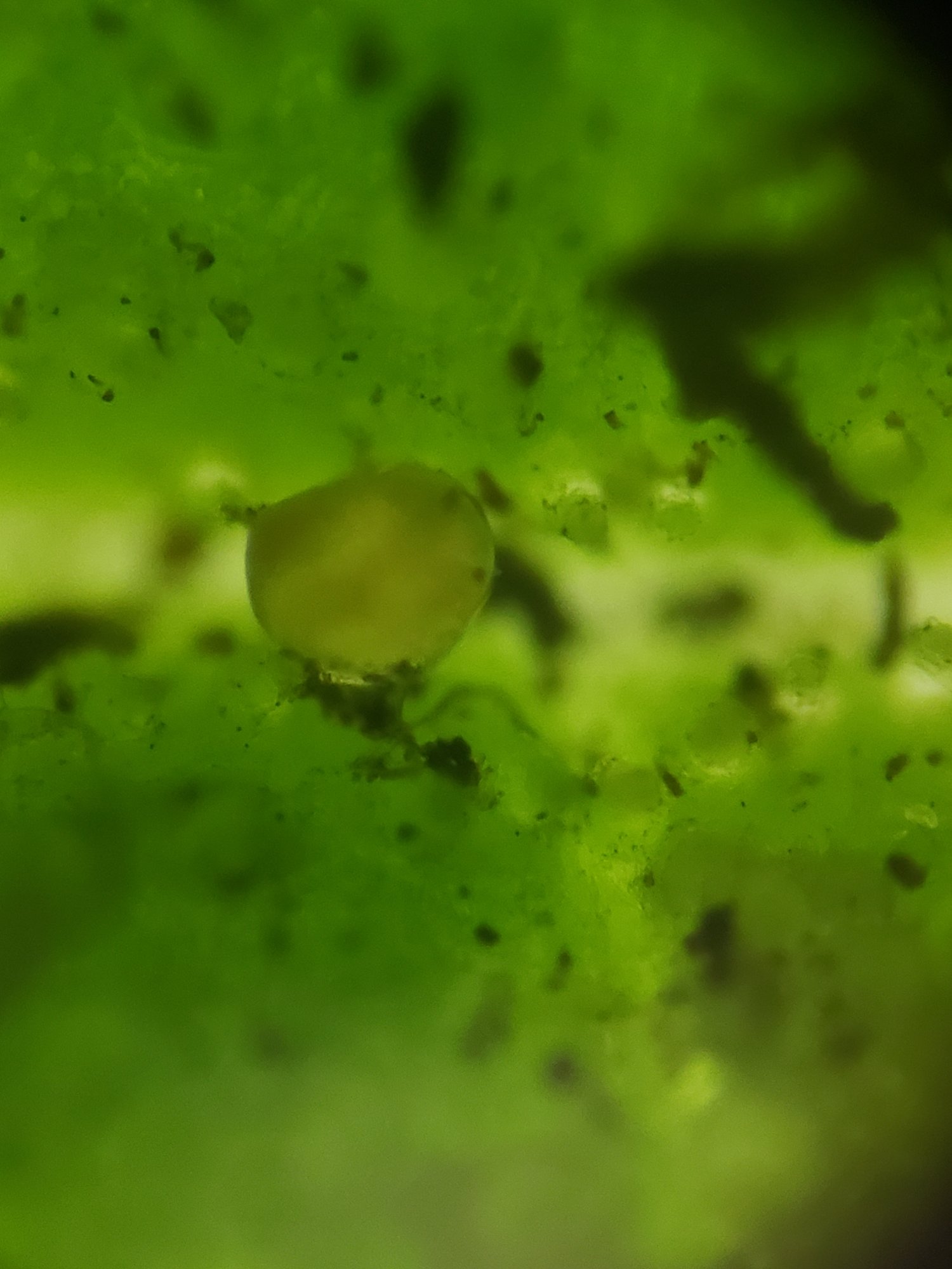 Spider mite on 1 plant pics included 5