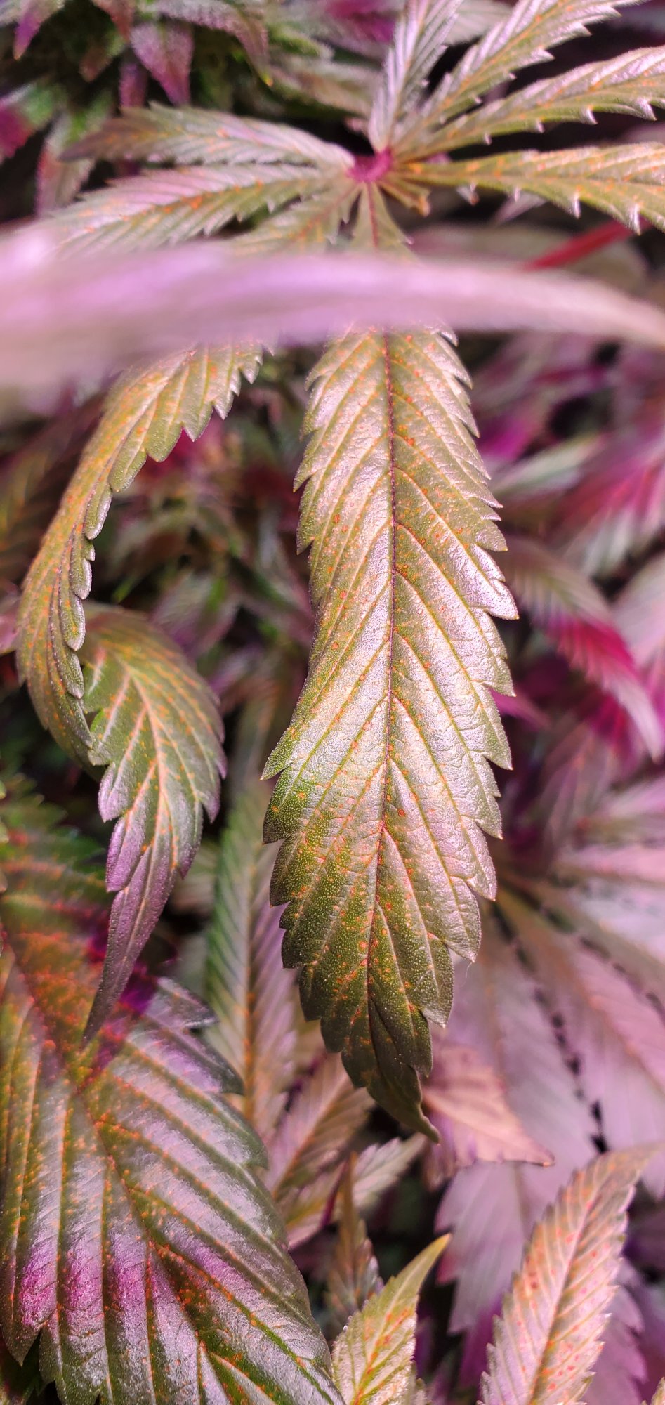Spider mites 3