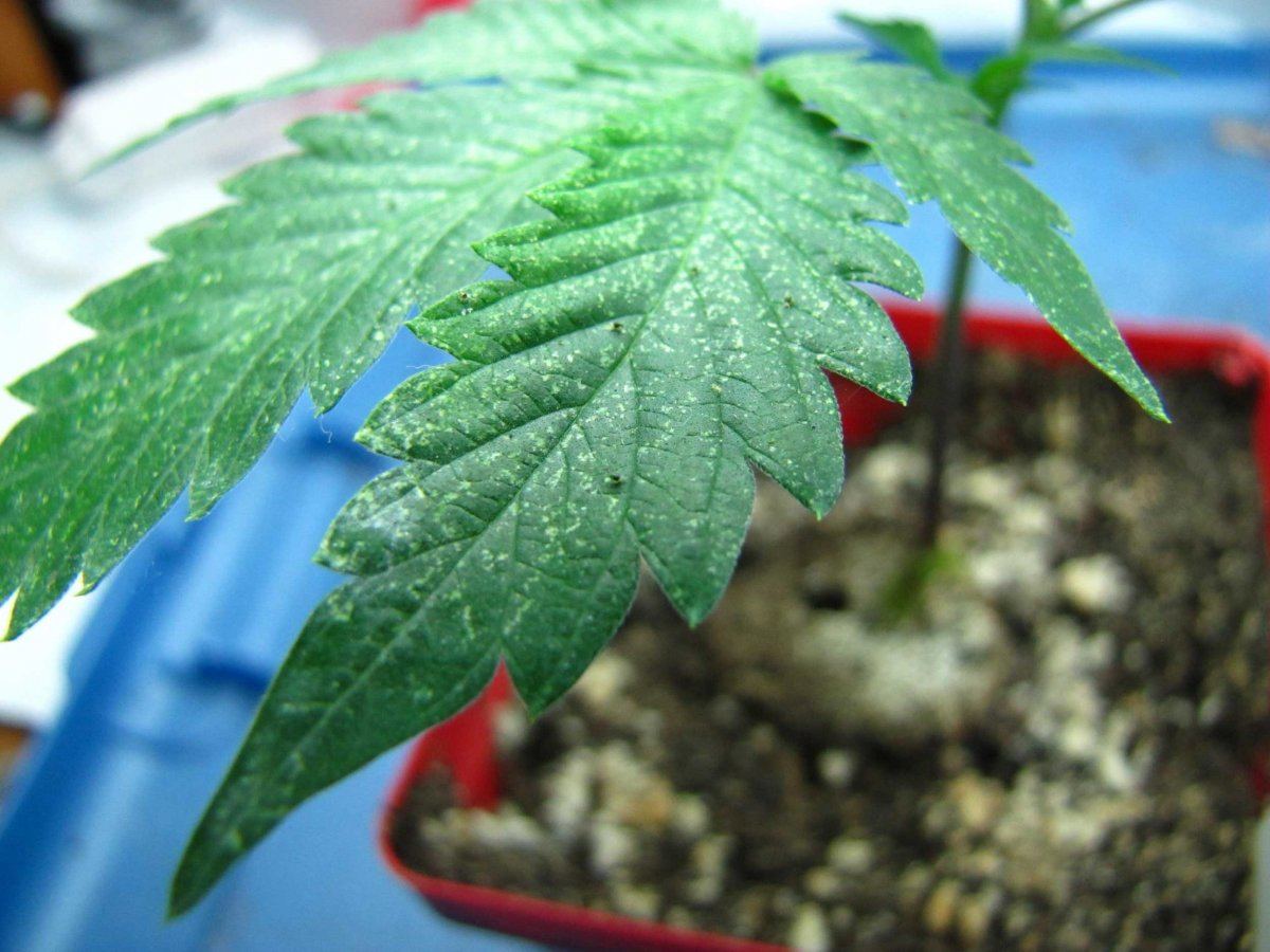 Spider mites cannabis leaf