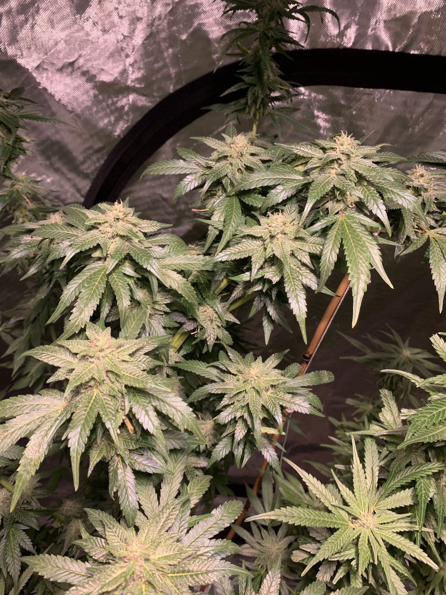 Spider mites late in the game please help 2