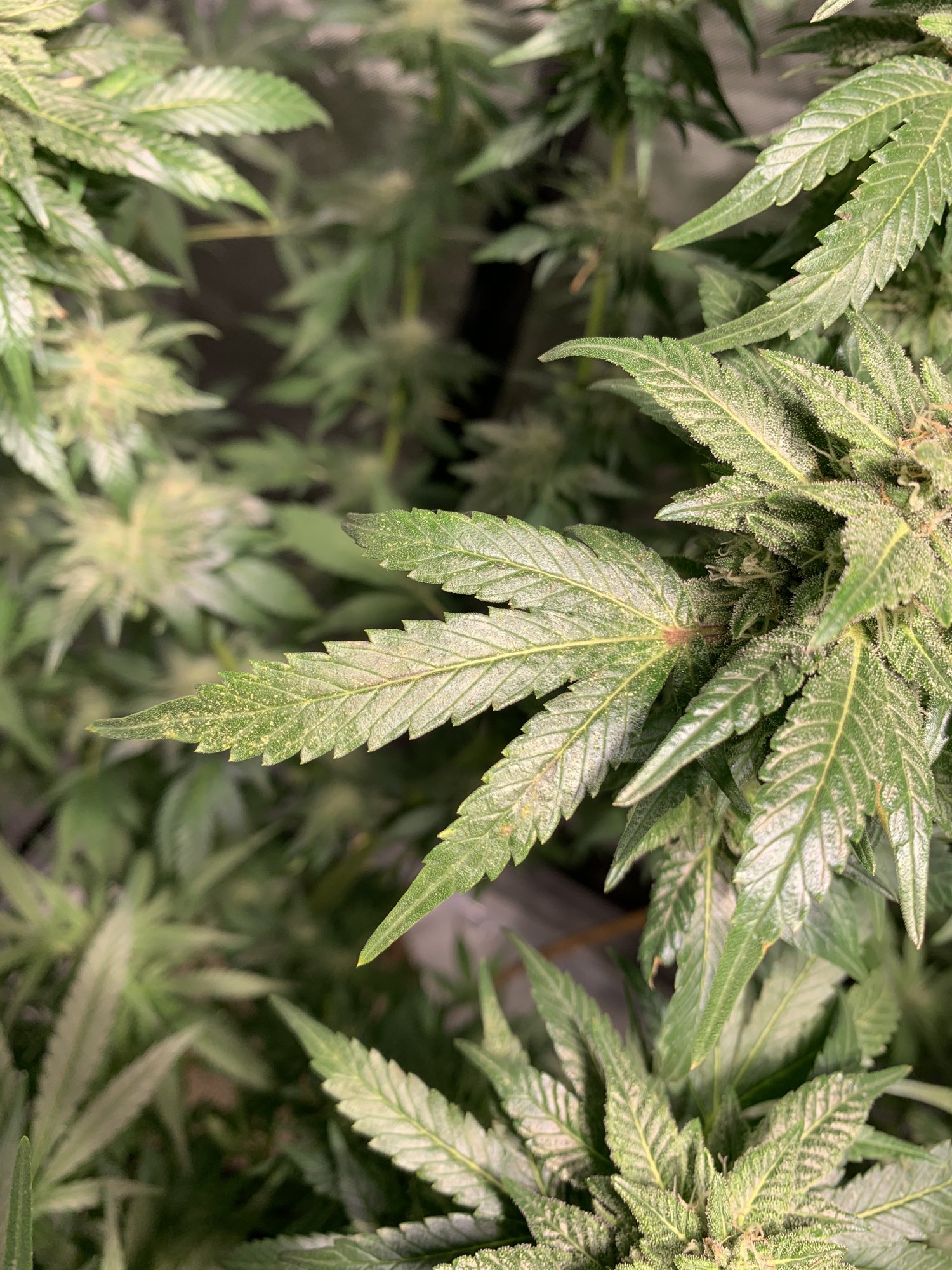 Spider mites late in the game please help 3