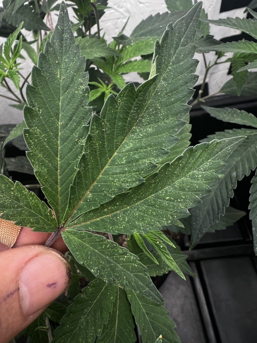 Spider mites  was planning on flipping with in a week 2