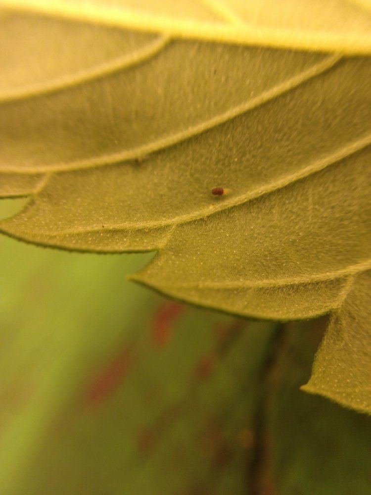 Spider mites yay or nay 3