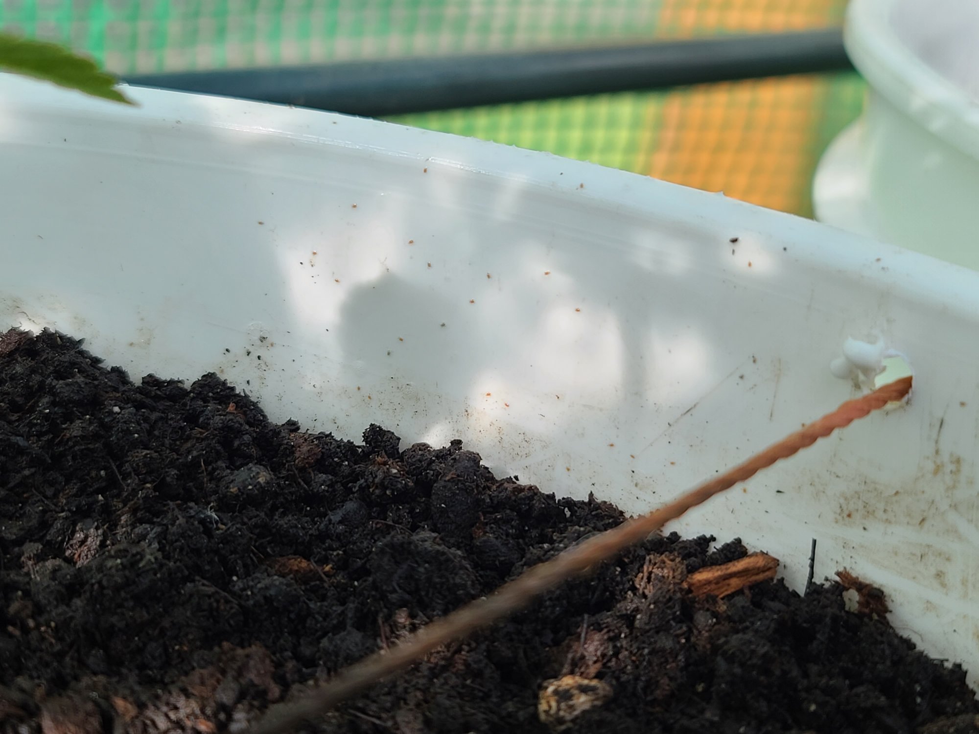 Spider mitessoil mites in my soil