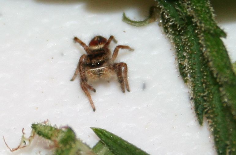 Spider001