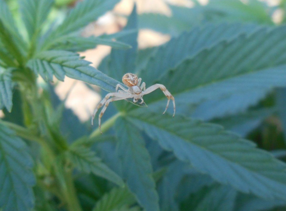 Spider2 522