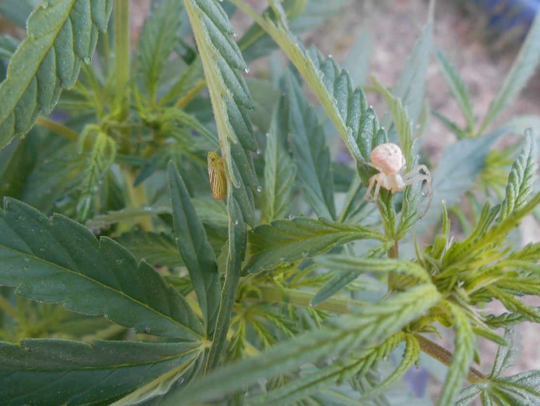 Spiderandhopper