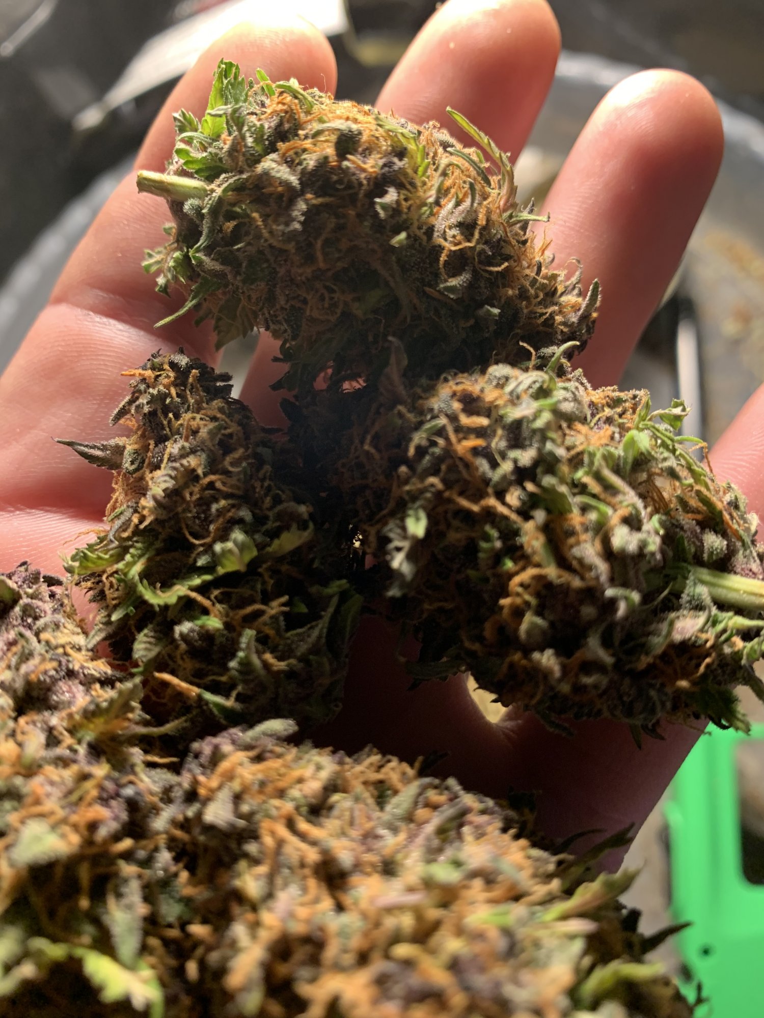 www.thcfarmer.com