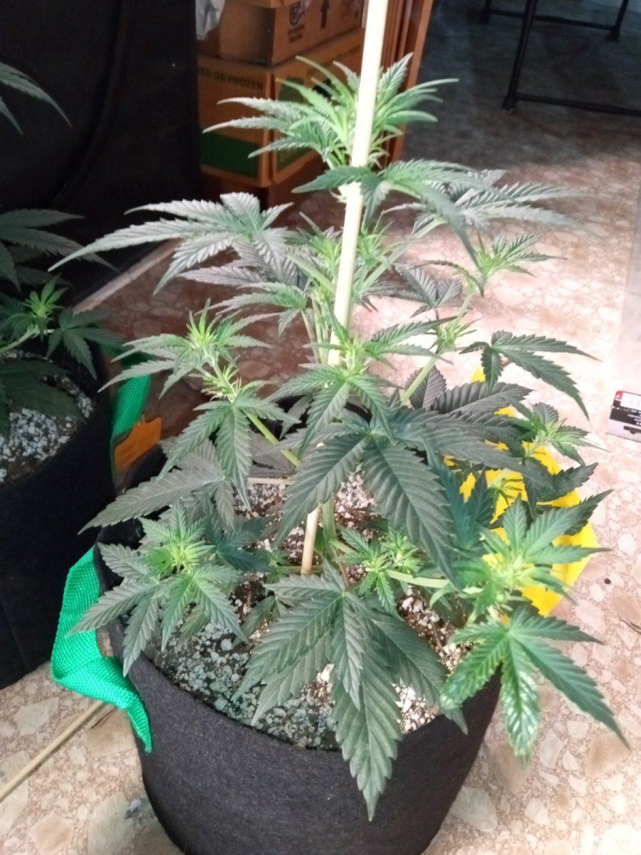 Spiderfarmer sf4000 and grizzly crinkle autos 4
