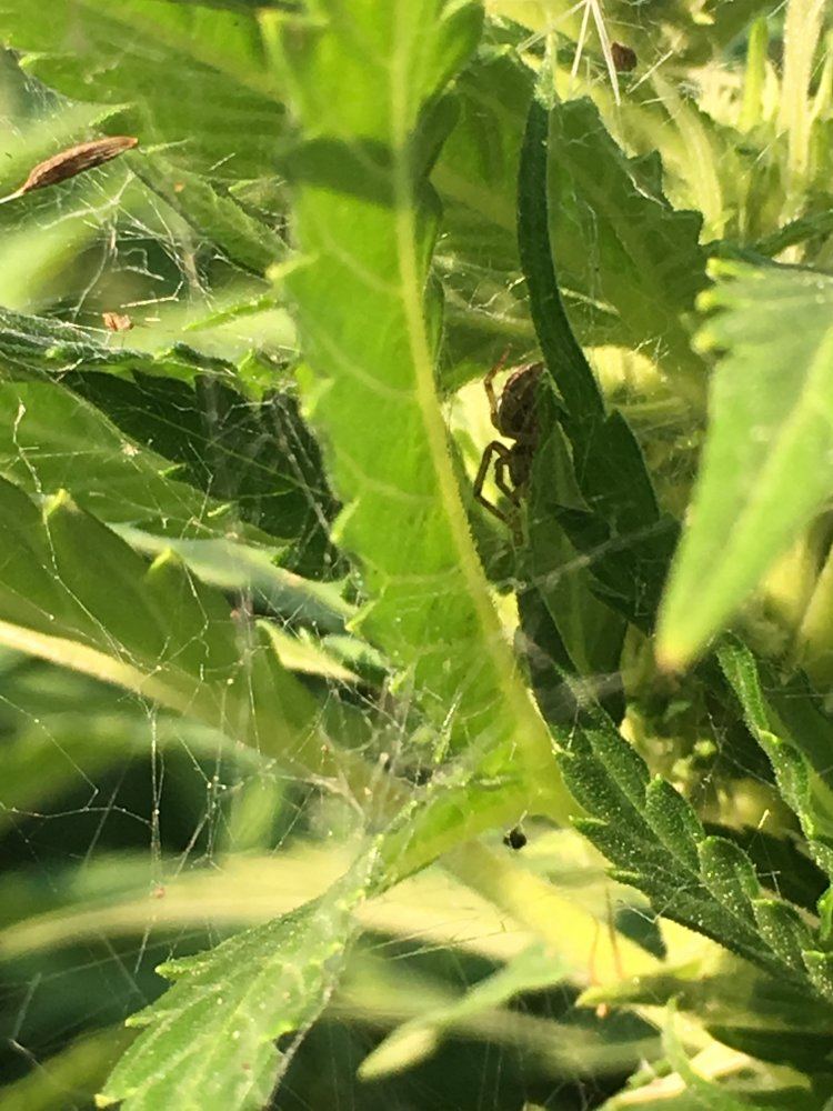 Spiders in my garden 3