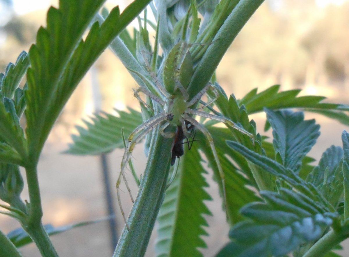 Spiderwithbug