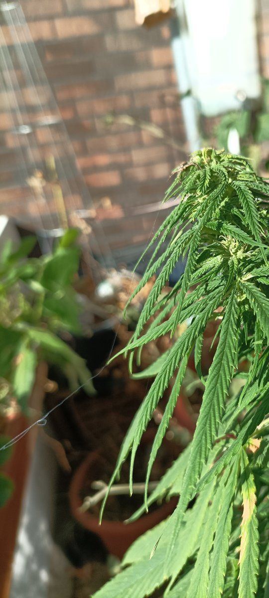 Spidy