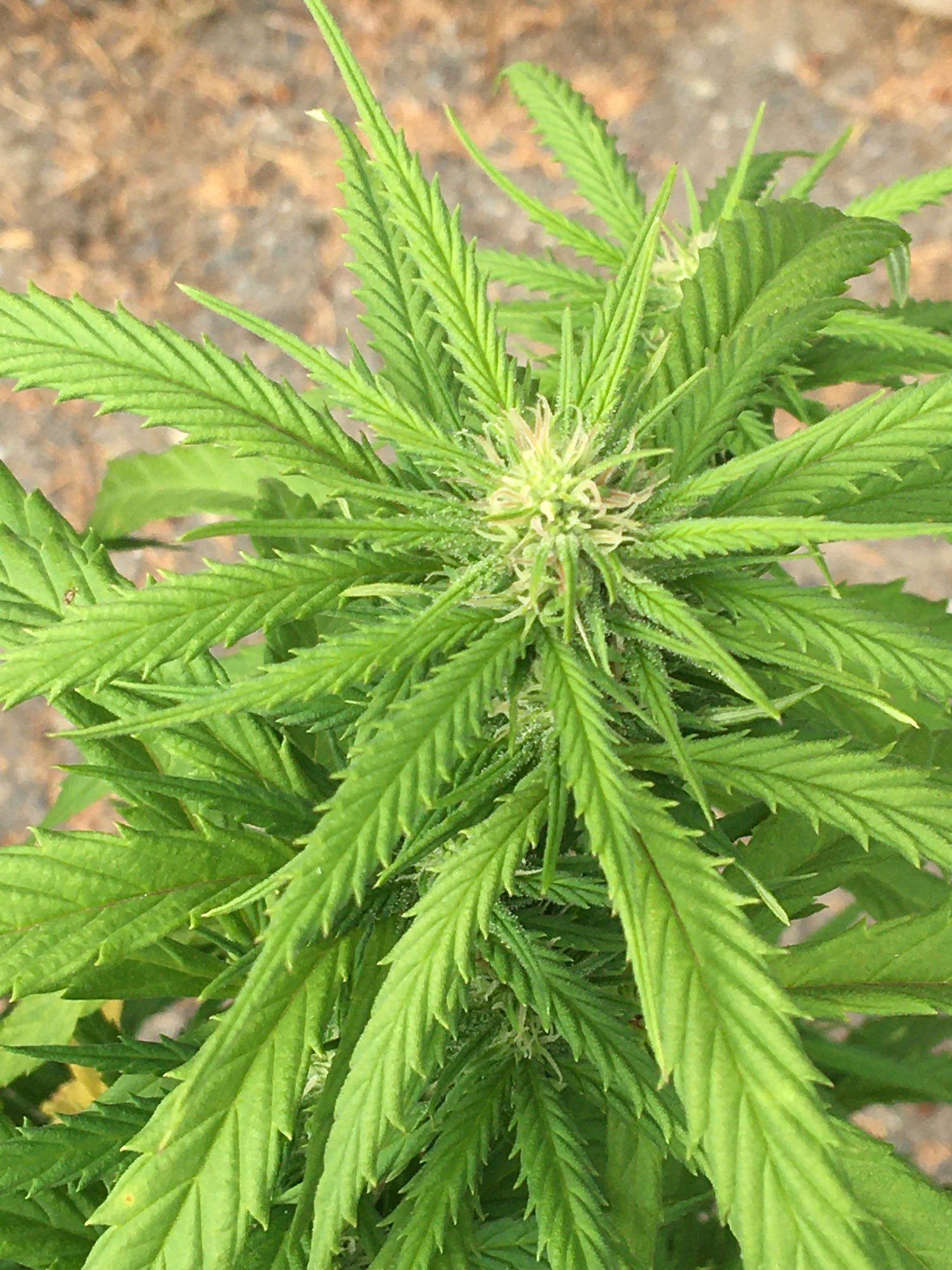 Spiky dud   1 2