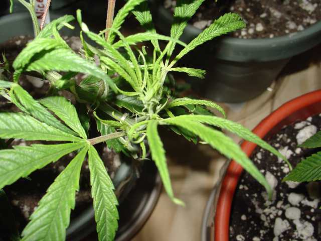 Spindly2a 1