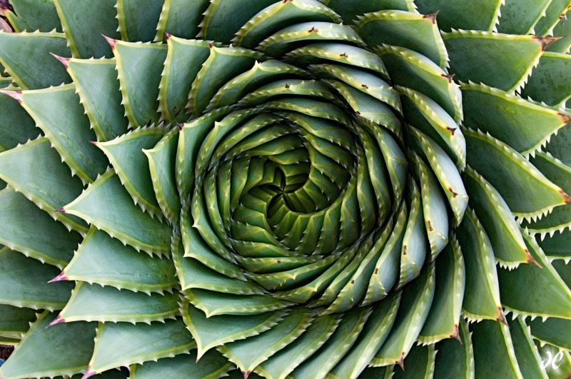 Spiral aloe polyphylla large1