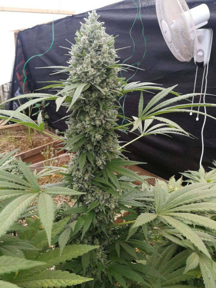 Spittingcobra2