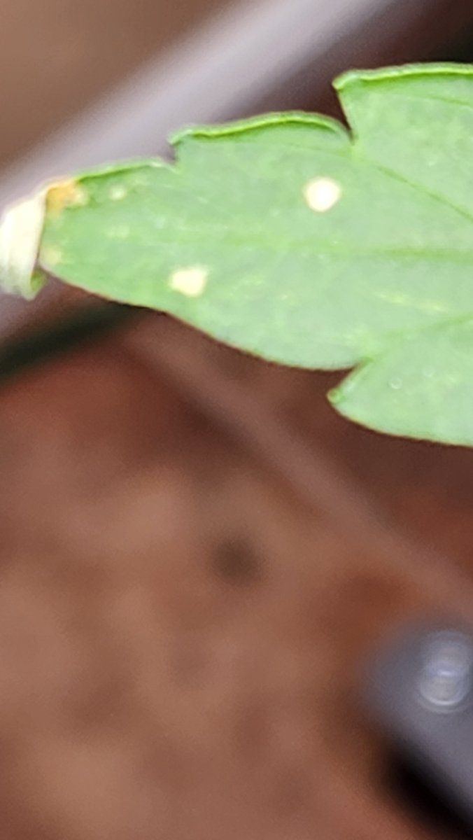 Spots and white stuff on leaves 4