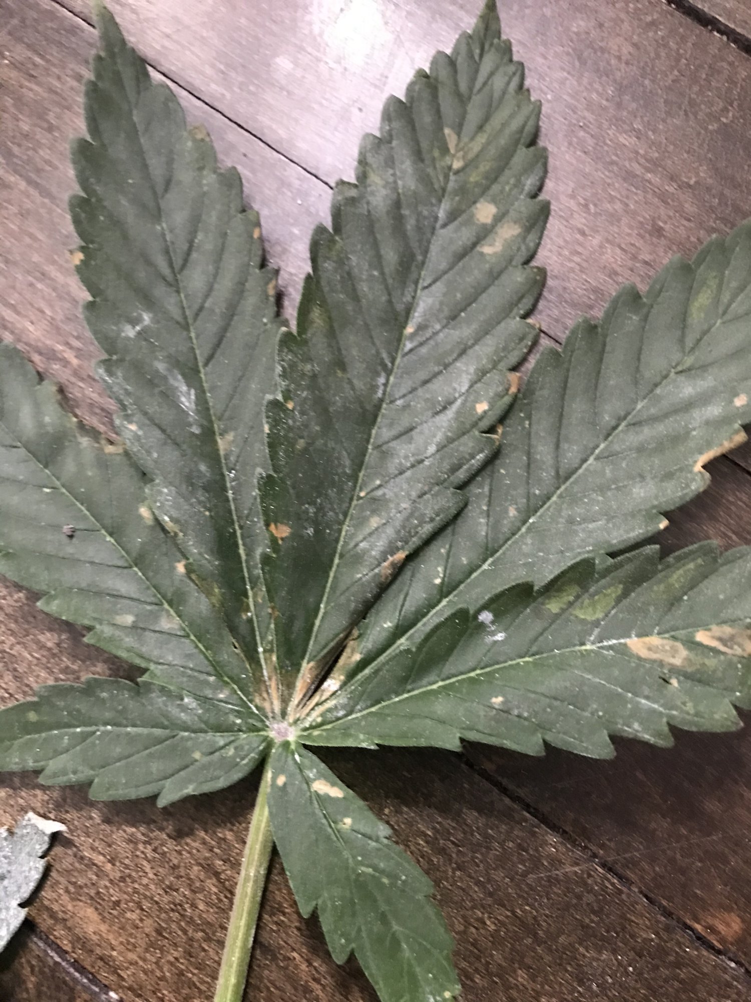 Spots on leaves 2