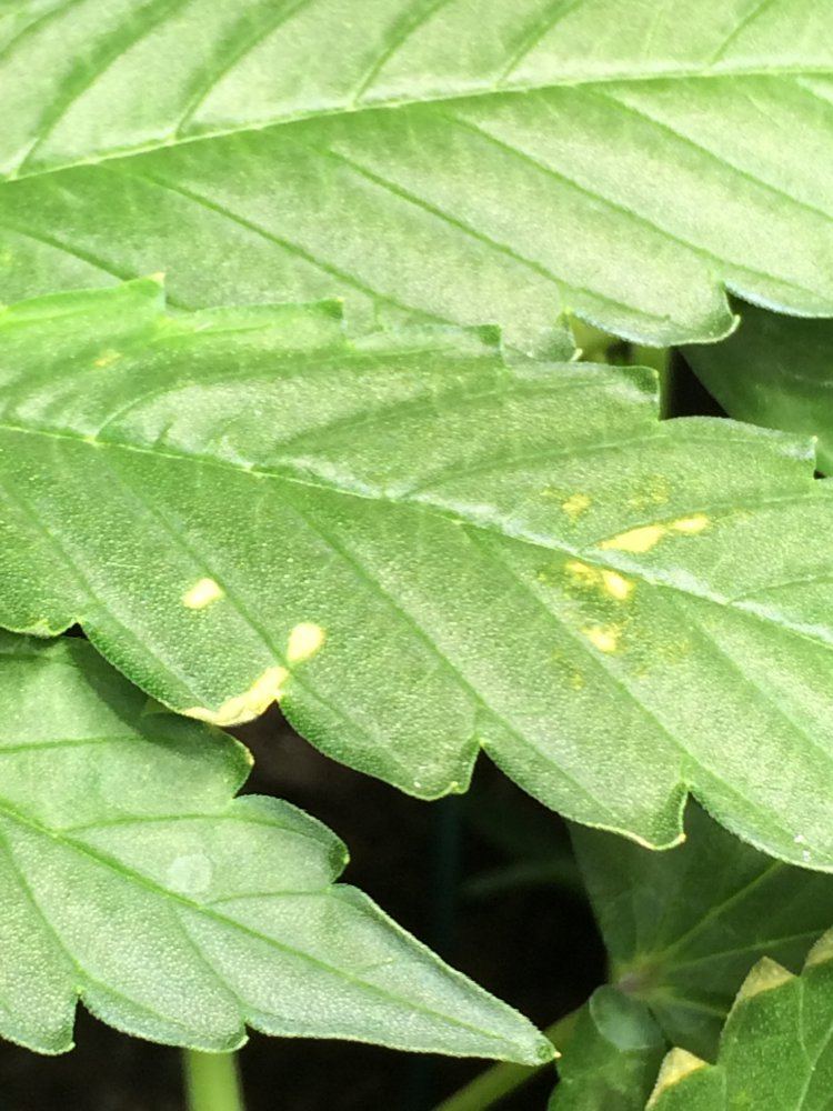 Spots on leaves