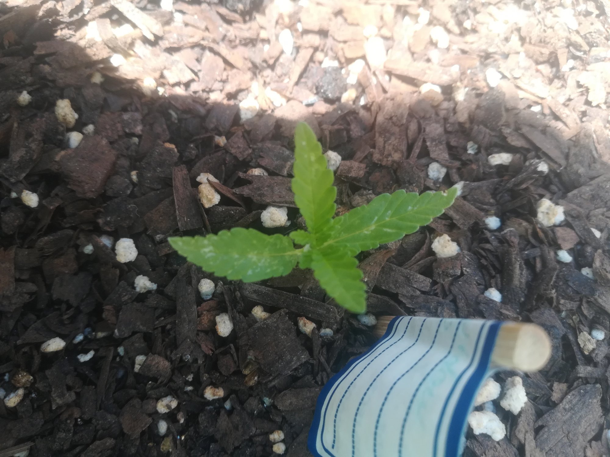 Spots on leaves on outdoor plant 2