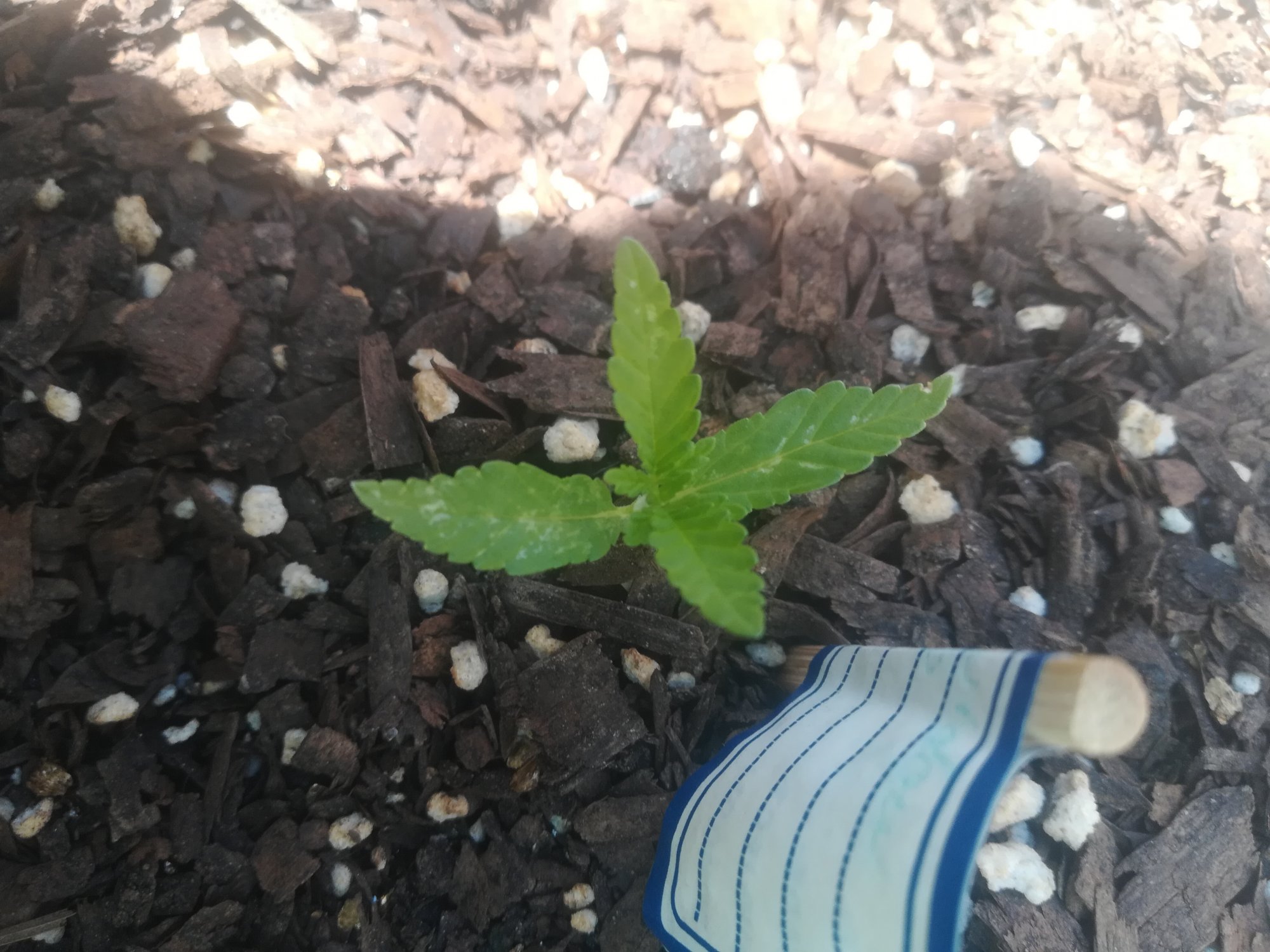 Spots on leaves on outdoor plant