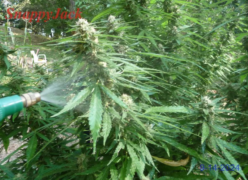 SPRAY
