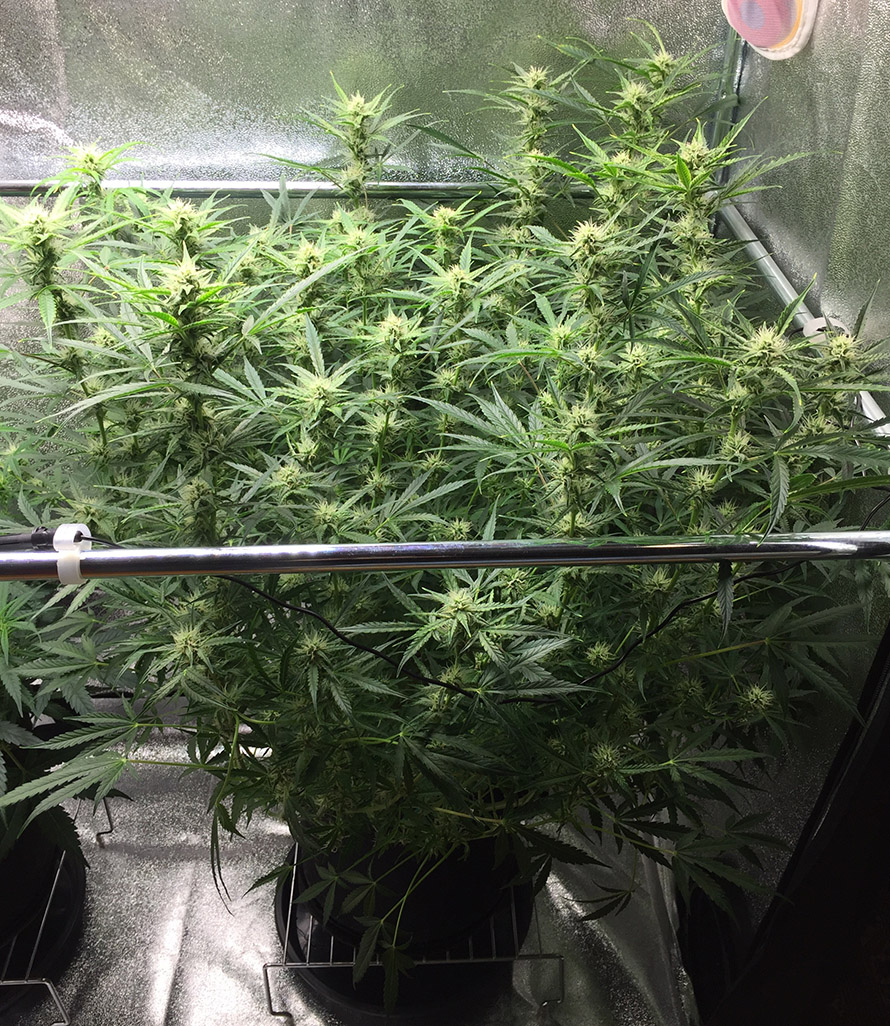 Spraying cannacure and calmag water during flower 2