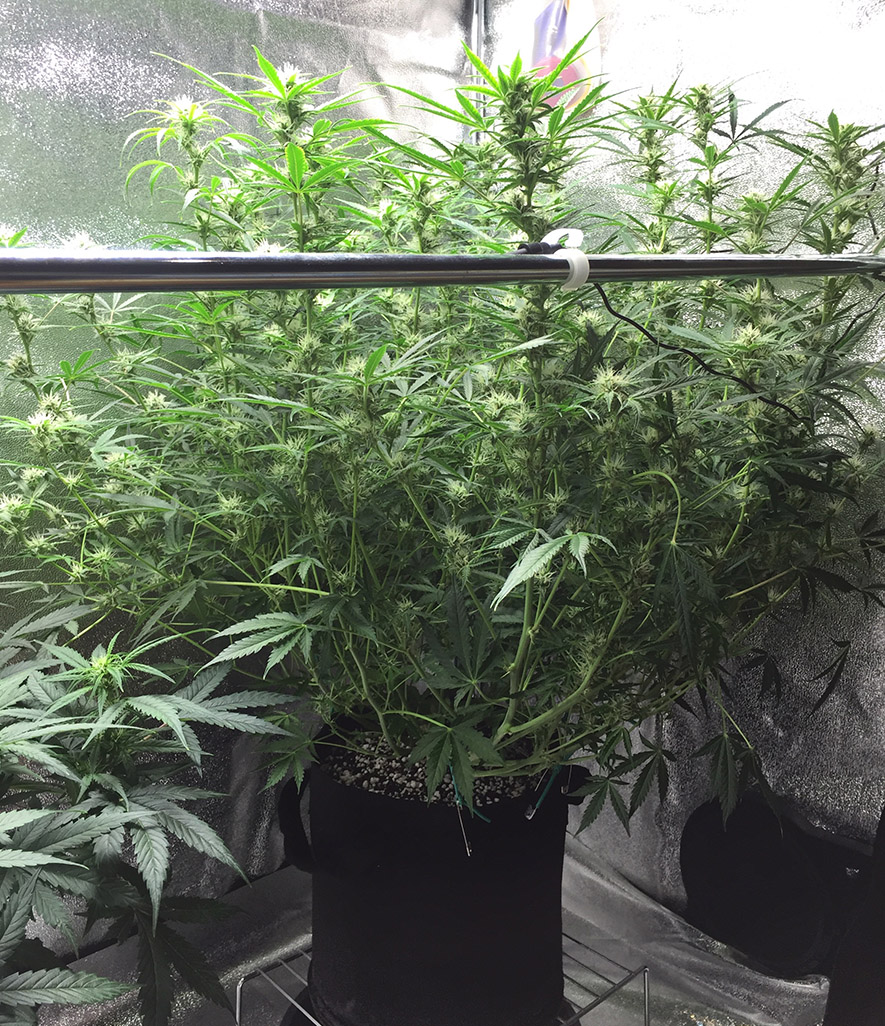 Spraying cannacure and calmag water during flower