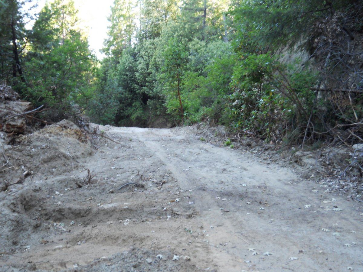 Spring 2012 road garden 004