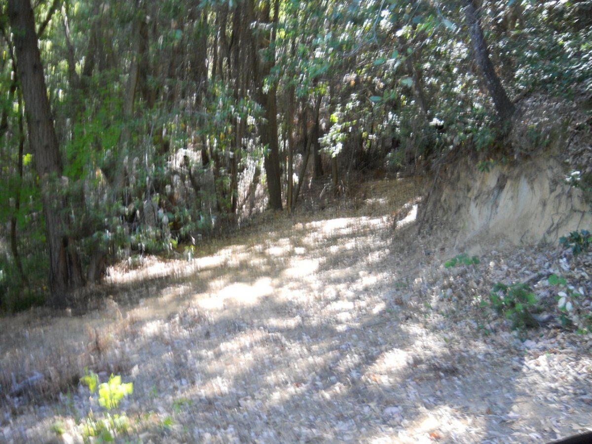 Spring 2012 road garden 008