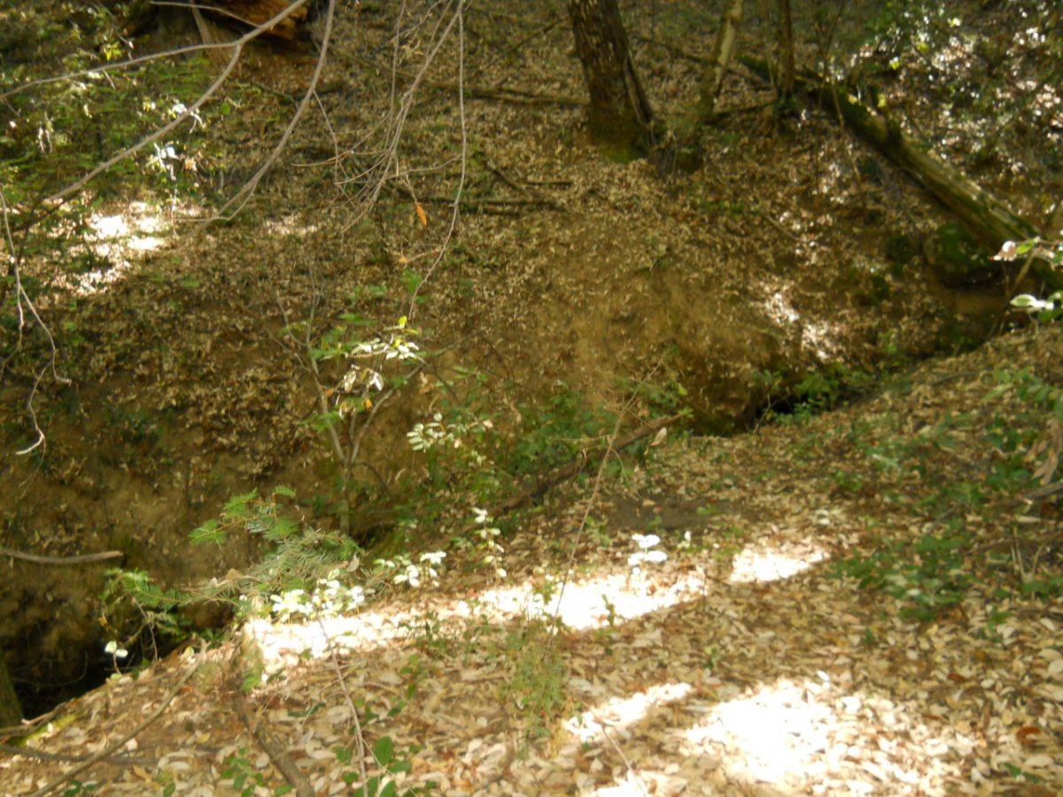 Spring 2012 road garden 011