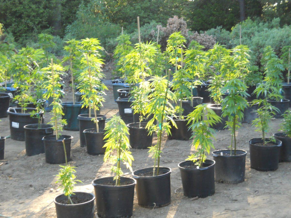 Spring 2012 road garden 019