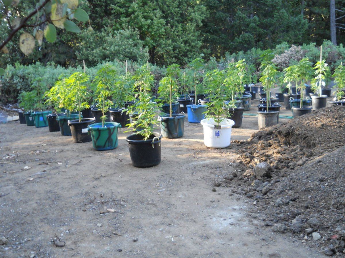 Spring 2012 road garden 020