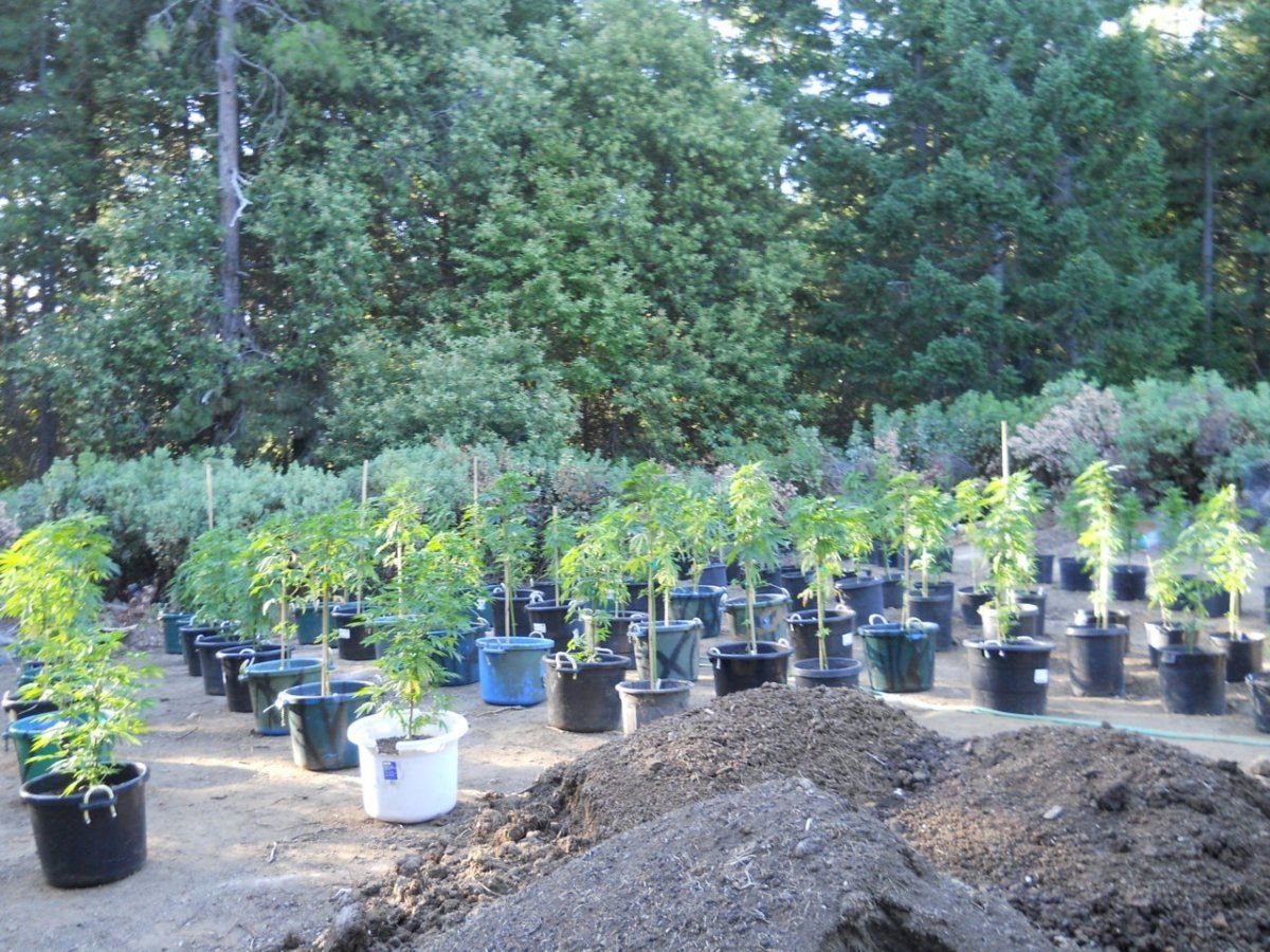 Spring 2012 road garden 021