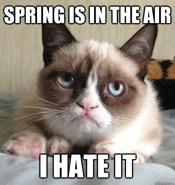 SPRING BEAUTIFUL Grumpy Cat 56f154ff5f9b5867a1c6b09e
