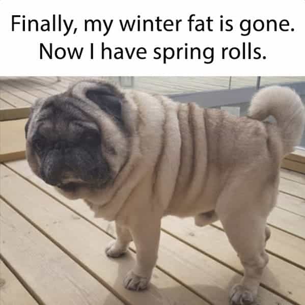 Spring memes 4 03 22 2023