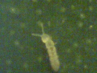 Springtail 1