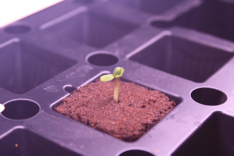 Sprout