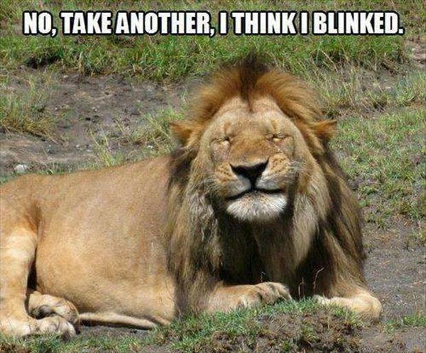 Squint Lion