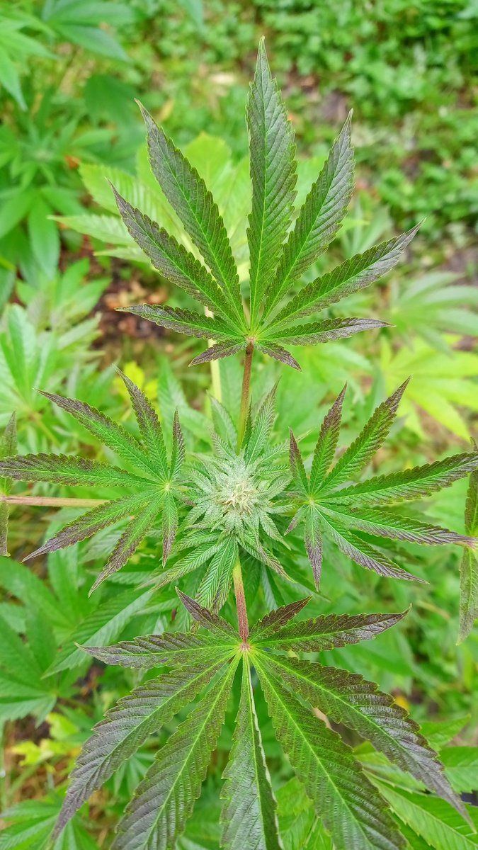 Ss auto