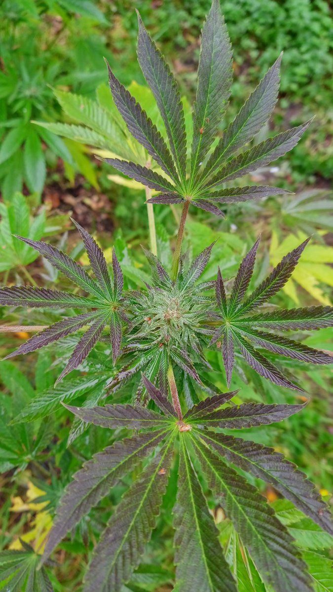 Ss auto