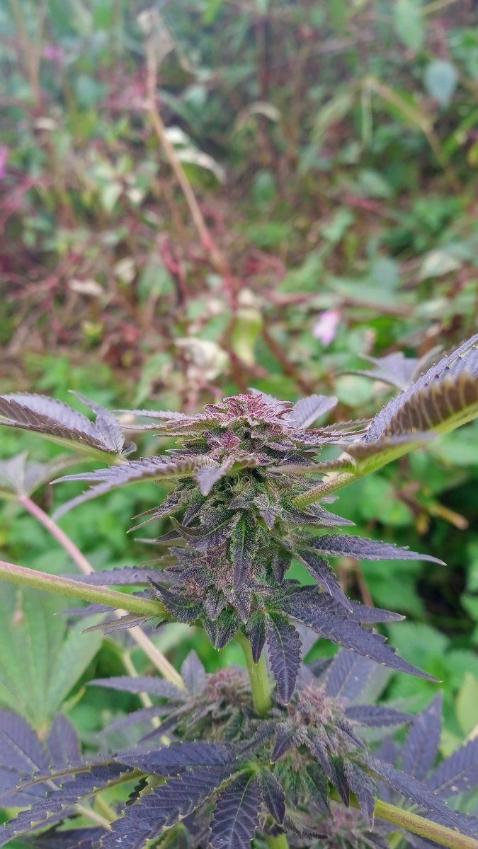 Ss auto