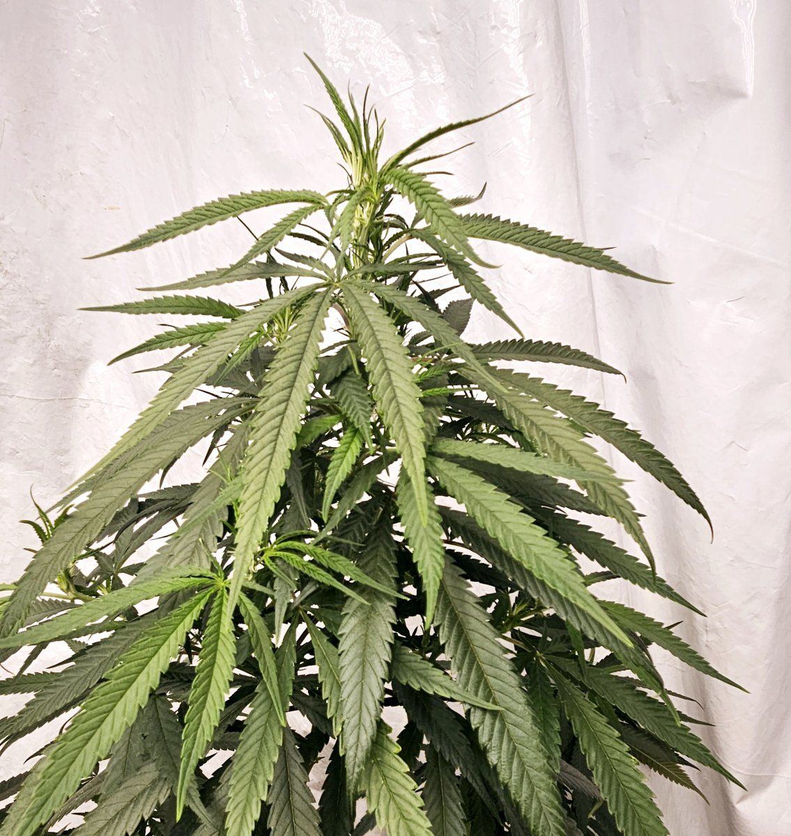 Ss early flower