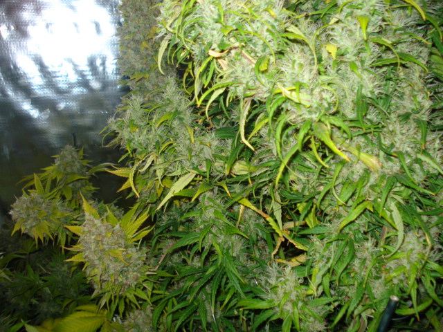 SS IceCoolGH SSH 61 days flowered 003