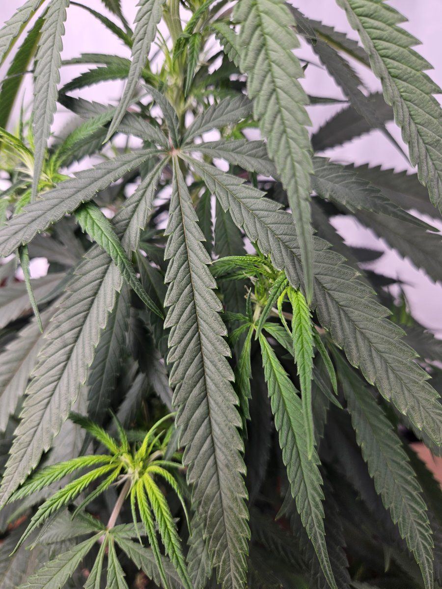 SS leaf 2