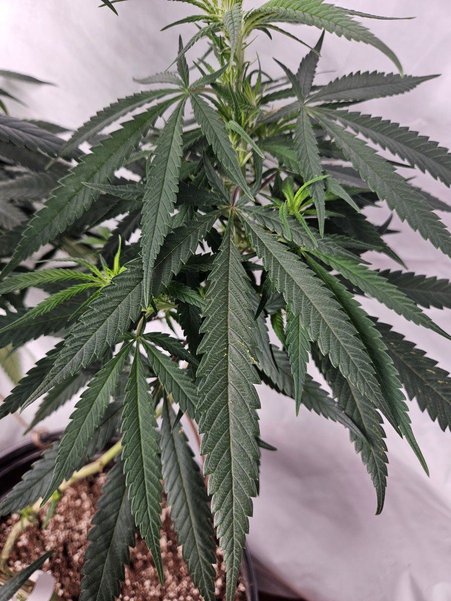 SS leaf 3