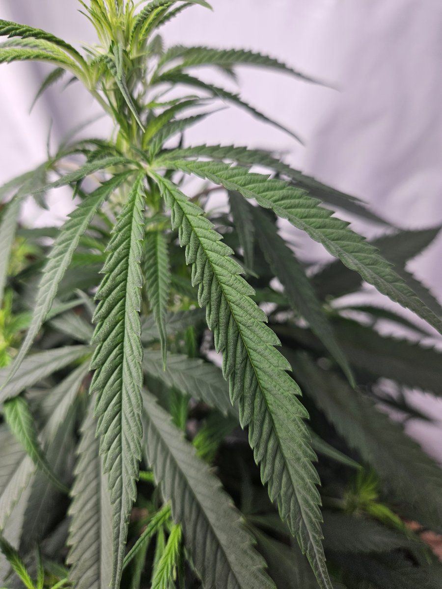 SS leaf