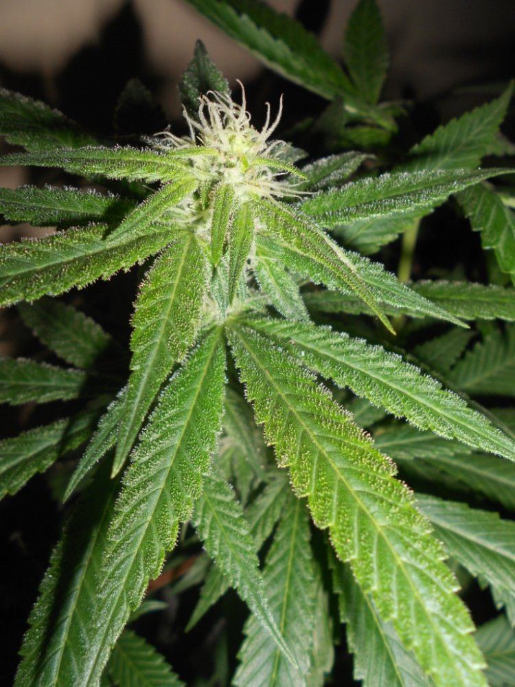 SS x SB1   29 days Close