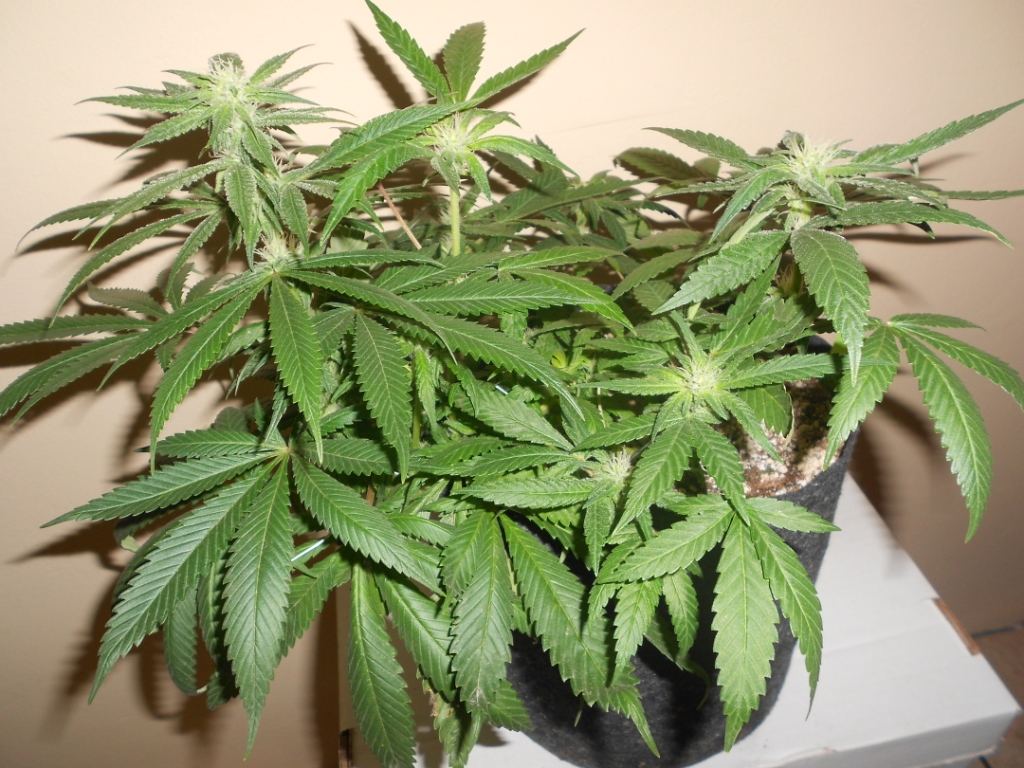 SS x SB1   29 days Full